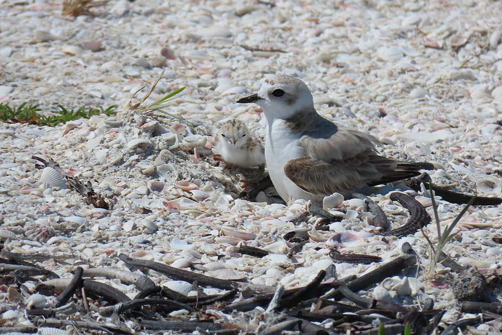 A pair of small white birds, one apparently a baby, sit in a bed of seashells.